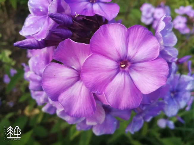 Phlox paniculata   'Blue Paradise'